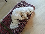 Buller napper sig en lille lur